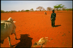 La sécheresse dans la corne de l'Afrique