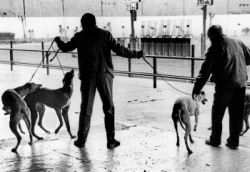 The last greyhound racing track of Spain