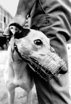 The last greyhound racing track of Spain.