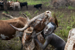 Pastorale africaine