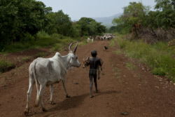 Pastorale africaine