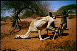 Drought in the Horn of Africa